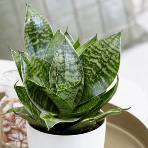 Sansevieria 'Bird's Nest'