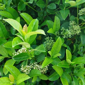Sweet Viburnum