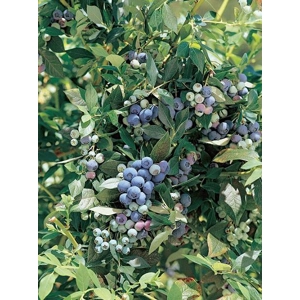 Blueberry 'Legacy'