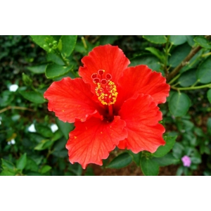 Hibiscus 'Red'