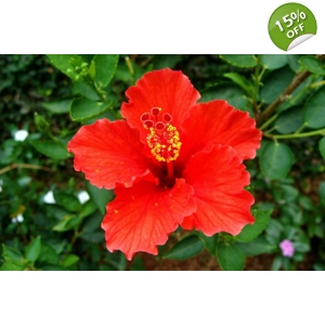 Hibiscus 'Red'