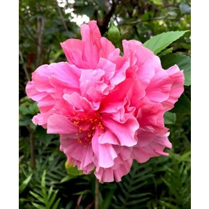 Hibiscus 'Double Pink'