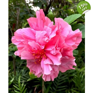 Hibiscus 'Double Pink'