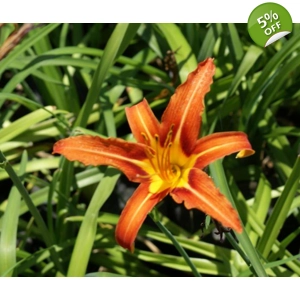 Daylily 'Orange Ditch Lily