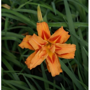 Daylily 251 - Kwanso