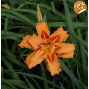 Daylily 251 - Kwanso