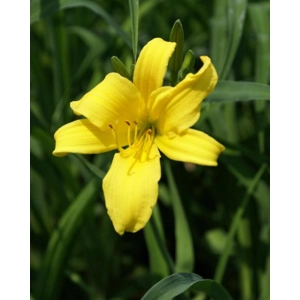 Daylily 253 - Sears Tower