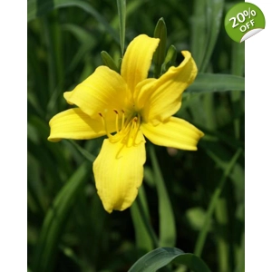 Daylily 253 - Sears Tower