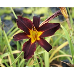 Daylily 256 - Maroon