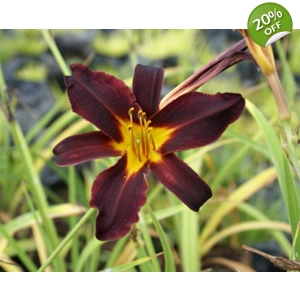 Daylily 256 - Maroon