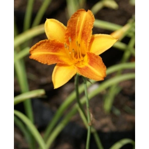 Daylily 263 - Mini Orange