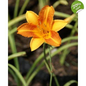 Daylily 263 - Mini Orange