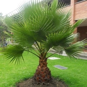 Mexican Fan Palm - Washingtonia robusta