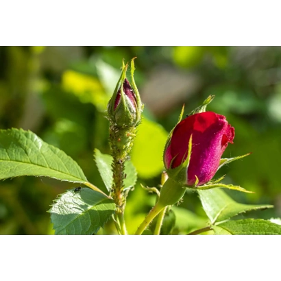 How to Get Rid of Aphids on Roses (Safely and Effectively)