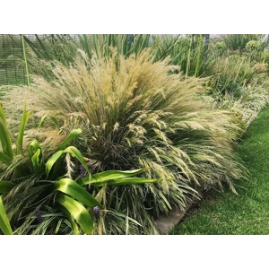 Ngongoni grass