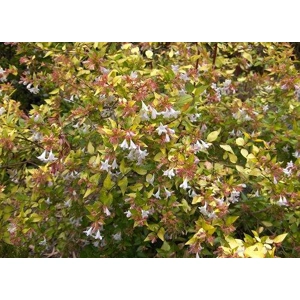 Abelia
