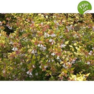 Abelia 