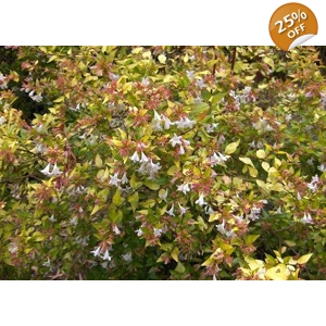 Abelia