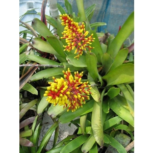 Tail Bromeliad