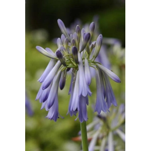 Drooping Agapanthus