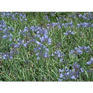 Agapanthus