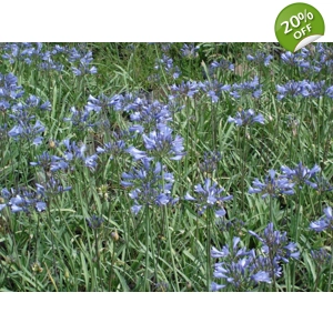 Agapanthus