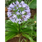 Agapanthus 
