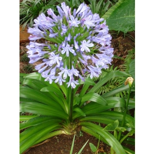 Agapanthus