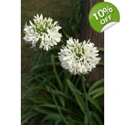 Agapanthus 