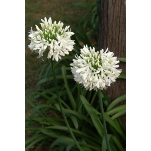 Agapanthus