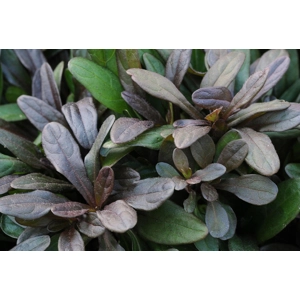 Blue Bugle 'Chocolate Chip'