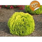 Golden Oriental Arborvitae