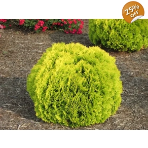 Golden Oriental Arborvitae