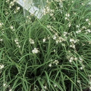 Weeping Anthericum