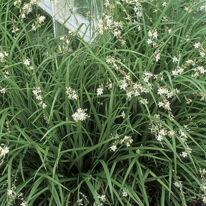 Weeping Anthericum