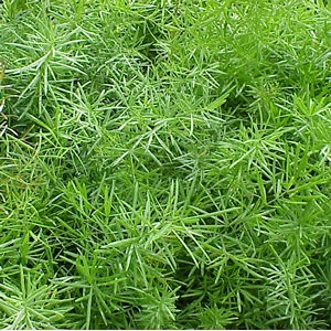 Basket Asparagus