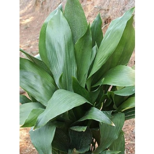 Cast Iron Plant