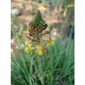 Stalked Bulbine - Orange