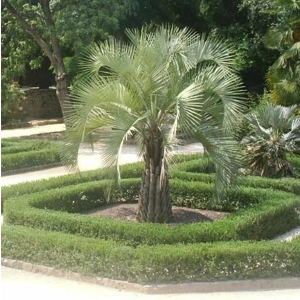 Pindo Palm