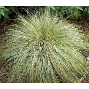 Carex