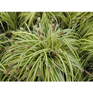Carex