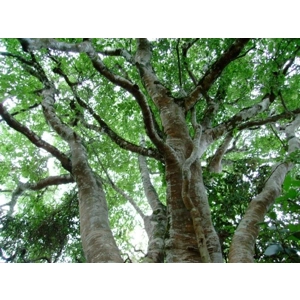 White Stinkwood