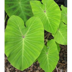 Taro