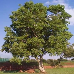 River Bushwillow
