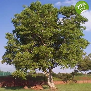 River Bushwillow