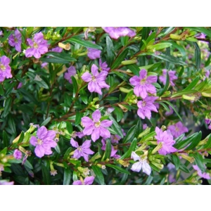 False Heather