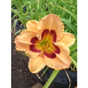 Daylily 'Custard Candy'
