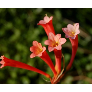 Ifafa Lily - Red