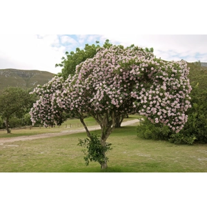 Dais cotinifolia tree in flower
