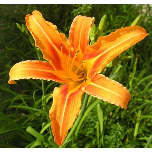 Daylily 'Orange Ditch Lily